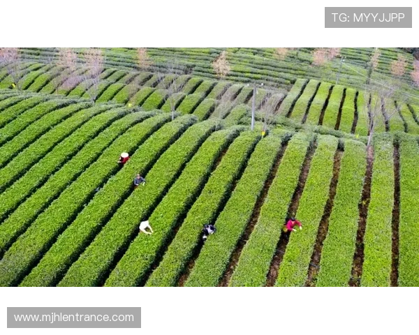 pgg油漆官方网站：汇聚行业专家意见与用户评价的权威信息平台